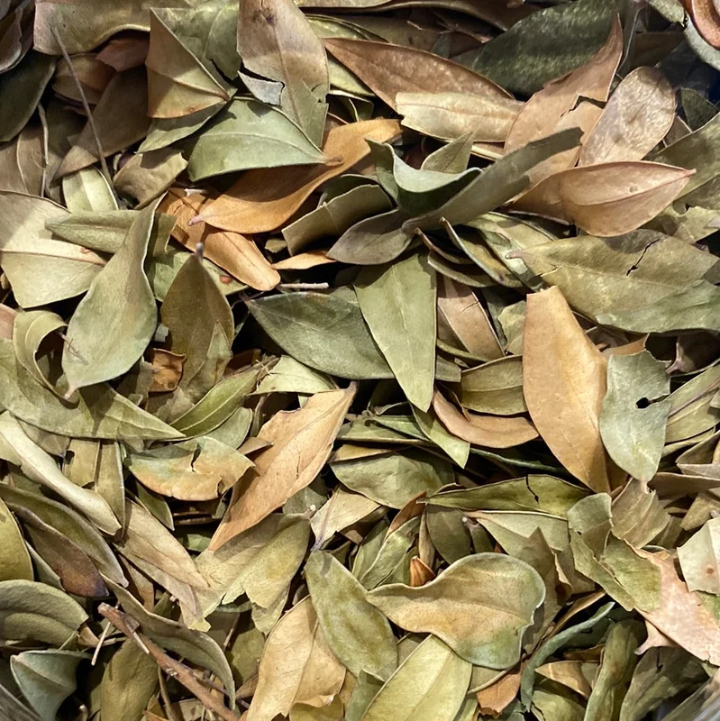 Myrte commun Nerte Myrtus communis Saldi Straordinari Offerte Speciali Disponibili Adesso
