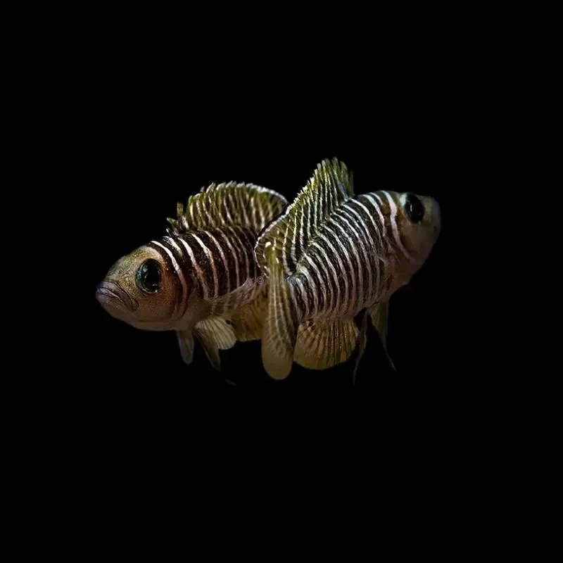 Neolamprologus similis Karilani SESUKA F1 3/5cm - ​Drones Professionnels & Grand Public | Boutique Française