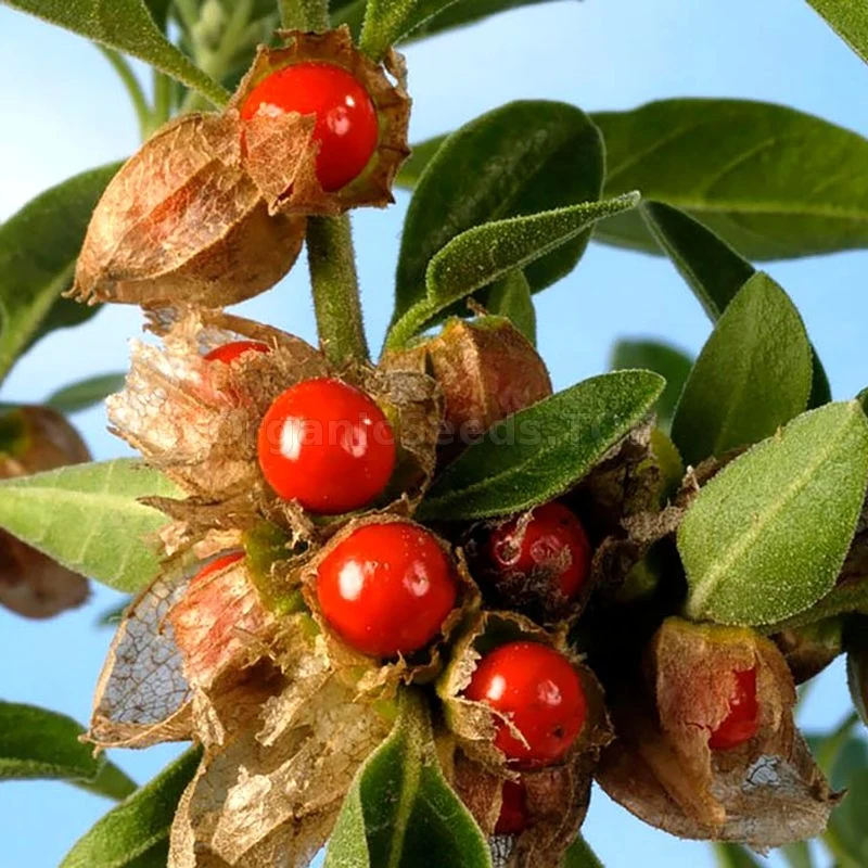 Teinture Ashwaganda - racines- Résultats (Withania somnifera) 50 ml. - Saldi Straordinari – Offerte Speciali Disponibili Adesso