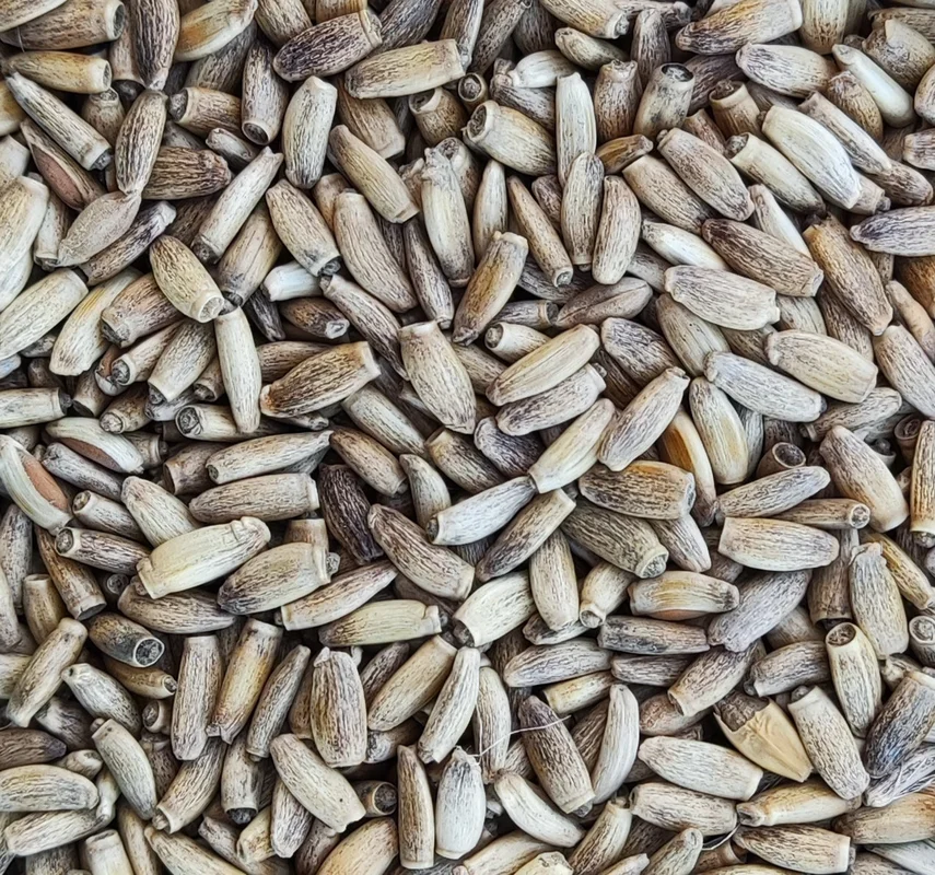 Samen der Mariendistel (Silybum Marianum) - Saldi Straordinari – Offerte Speciali Disponibili Adesso - association samen