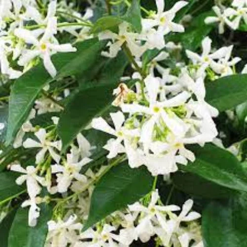 Fragrance Bulk Jasmin 500 ml Online - Saldi Straordinari – Offerte Speciali Disponibili Adesso