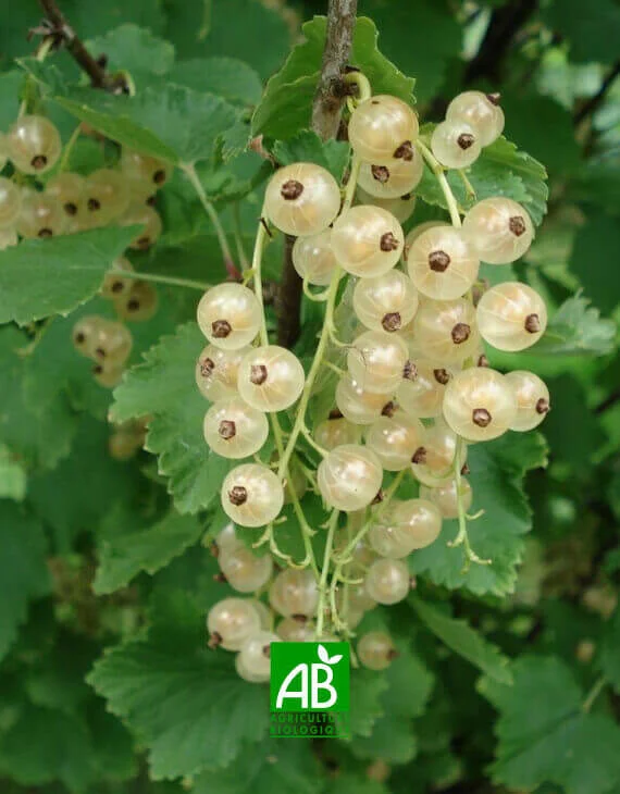 Groseillier Versaillaise blanche Bio – Ribes rubrum Versaillaise Blanche Bio - Vins Rouges Harmonieux pour Chaque Occasion - {'count': 1, 'name': 'Daily'}
