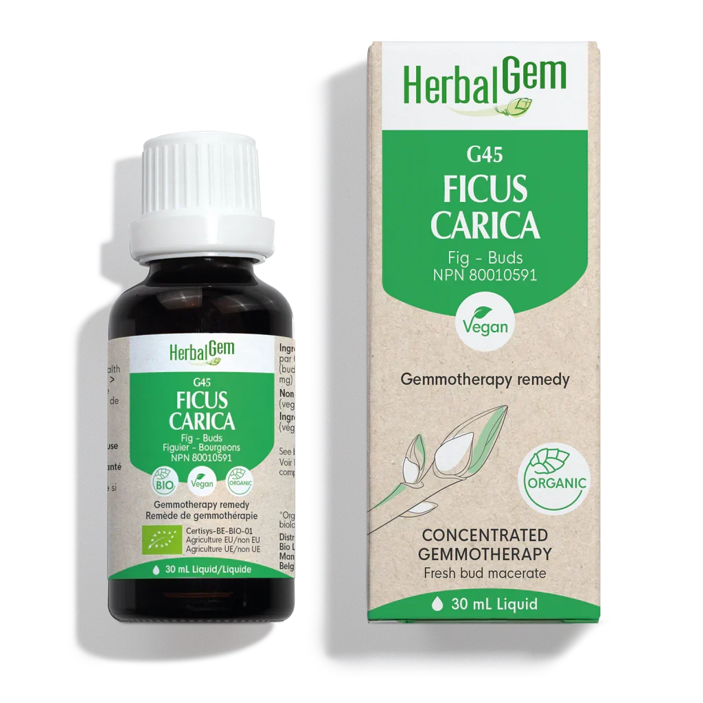 G45 Ficus Carica biologique 30ml - Saldi Straordinari – Offerte Speciali Disponibili Adesso Mini plante terrarium Ficus Microcarpa Ginseng Ø6 - Les Beauxtanistes