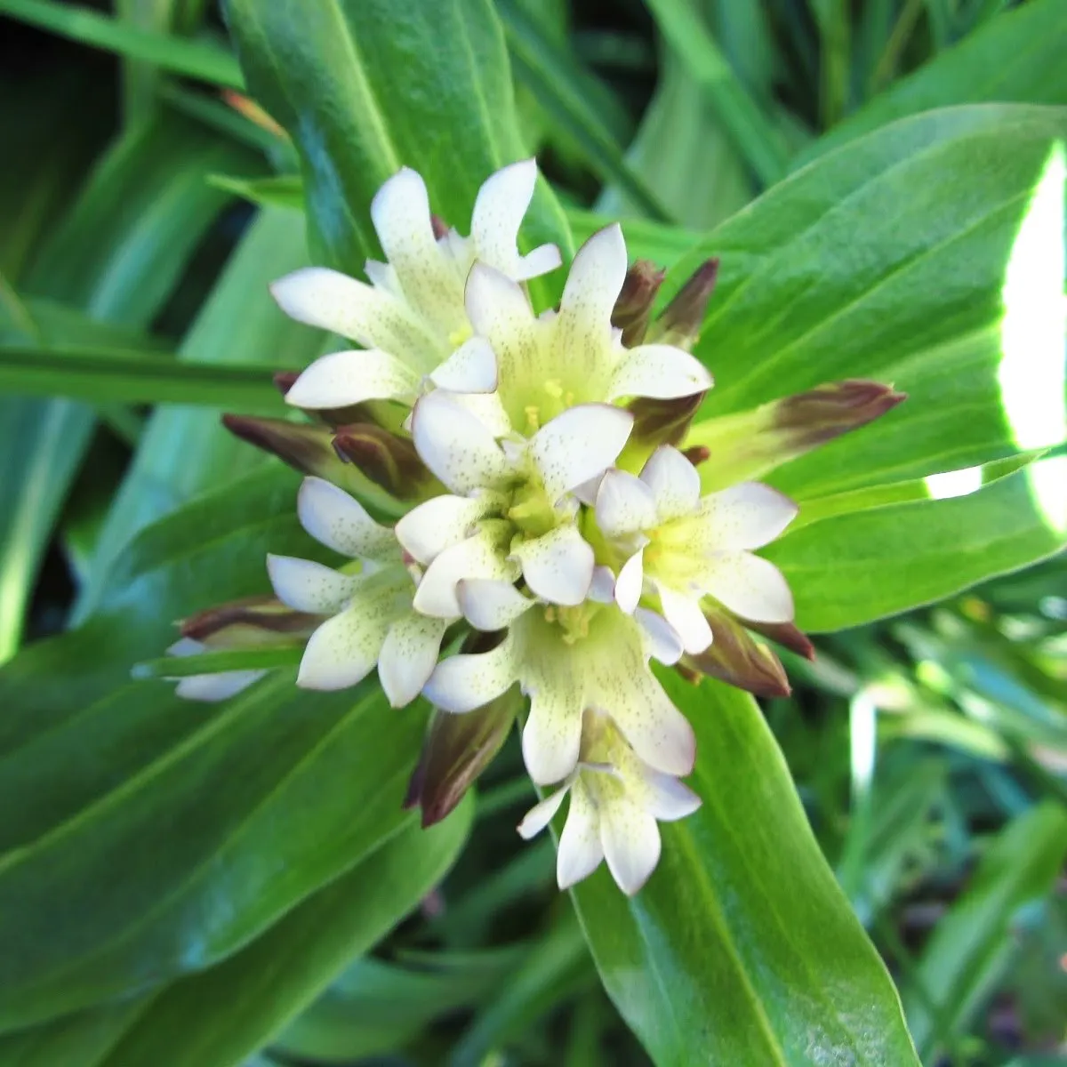 Gentiana tibetica | Gentiane Blanche du Tibet [XIZANG QIN JIAO] (Graines) - Saldi Straordinari – Offerte Speciali Disponibili Adesso Placali kopè tous les jours au Xizang 😊