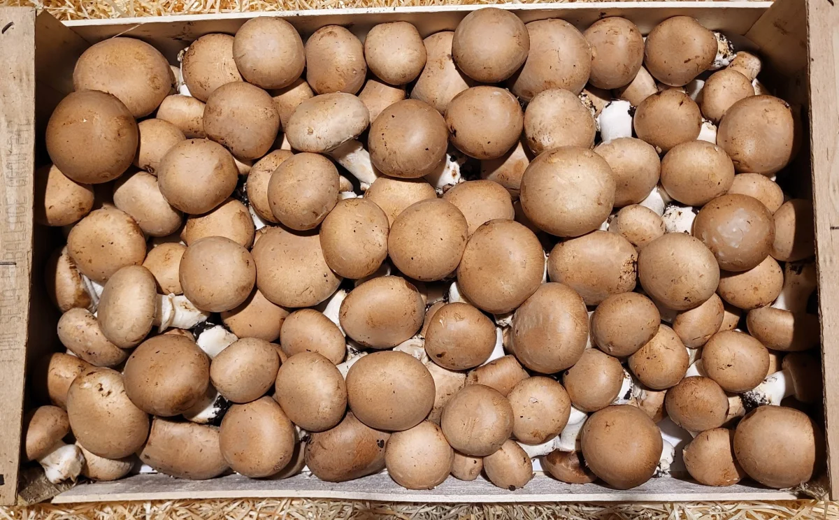 Champignons blond 🇲🇫 - Saldi Straordinari – Offerte Paris Speciali Disponibili Adesso