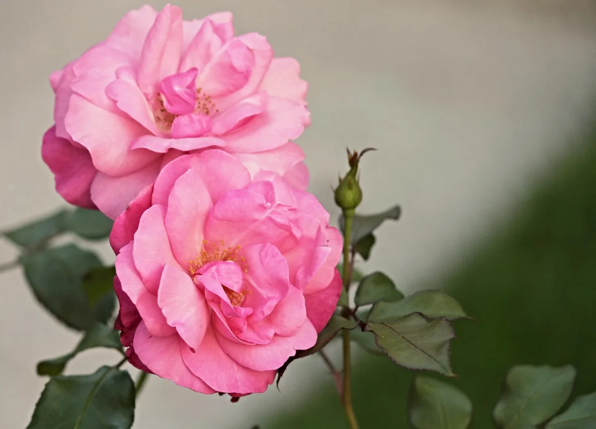 Teinture Rose sauvage Rosa canina ml Saldi Straordinari Offerte Speciali Disponibili Adesso
