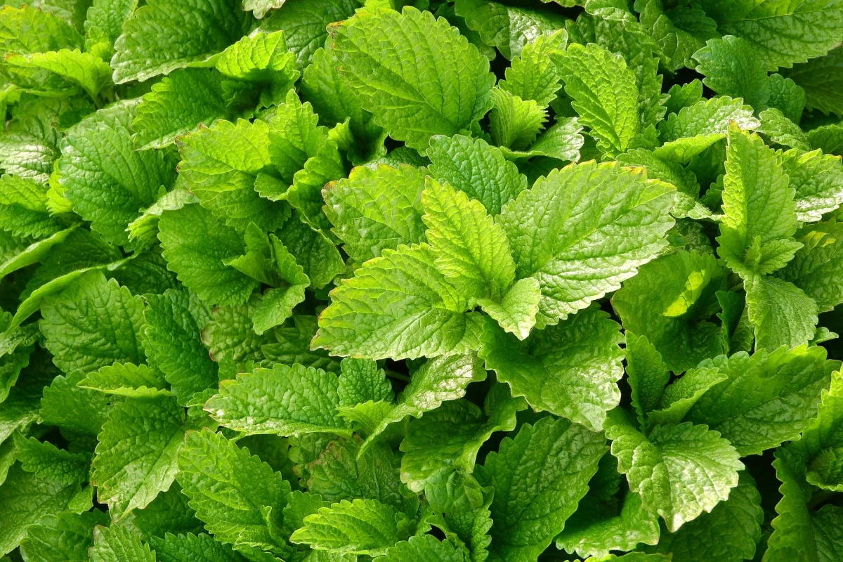 Mélisse (Melissa officinalis), 35 gr. - Saldi Straordinari – Offerte Speciali Disponibili Adesso - mélisse officinale mélisse gr