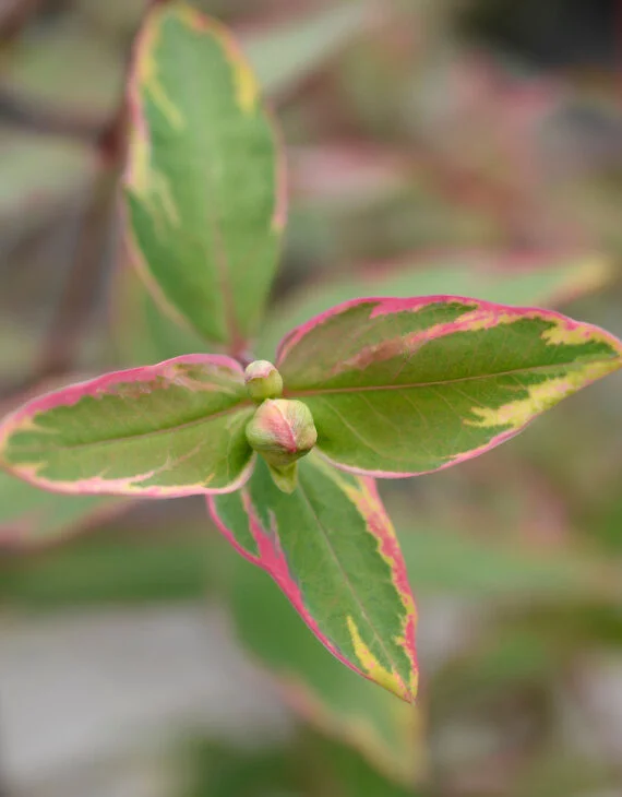 Hypericum moserianum Tricolor – Millepertuis panaché de jaune rose - Saldi Straordinari – Offerte Speciali Disponibili Adesso - bague 8211 jaune