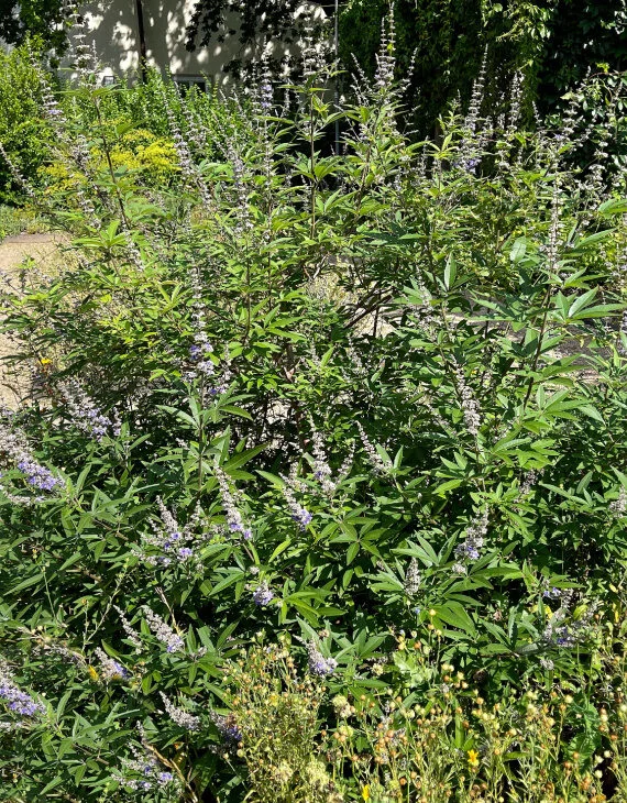 Vitex agnus-castus – Arbre au poivre – Gattilier - Vins Rouges Harmonieux pour Chaque Occasion Arbre au Poivre Latifolia (Vitex) : Arbuste Mellifère Décoratif