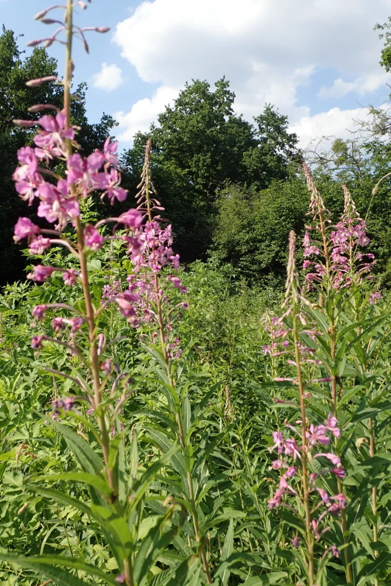 Épilobe en épi, Epilobium angustifolium – Plant - Saldi Straordinari – Offerte Speciali Disponibili Adesso EPILOBIUM angustifolium, Epilobe, rose vif, sauvage - Le Jardin d'Eau