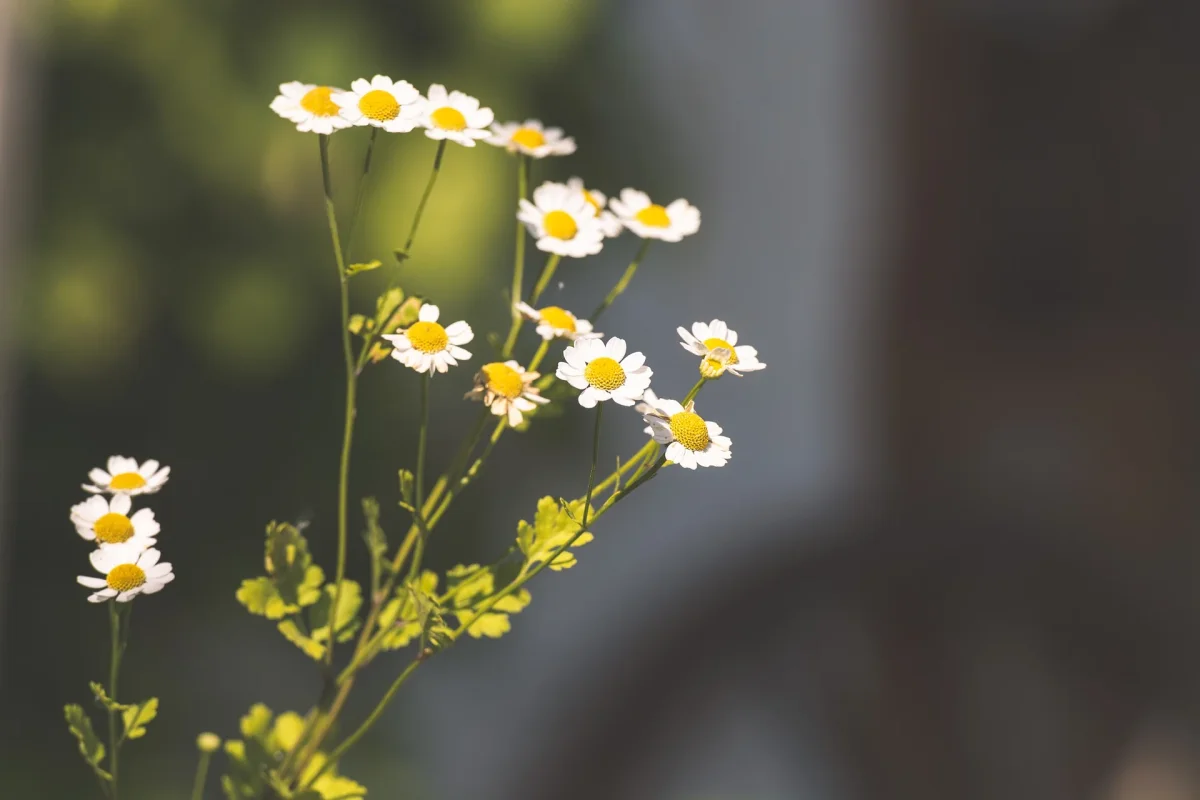 Teinture Grande Camomille (Tanacetum parthenium) 50 ml. - Saldi Straordinari – Offerte Speciali Disponibili Adesso - herbiolys teinture camomille tanacetum millilitre