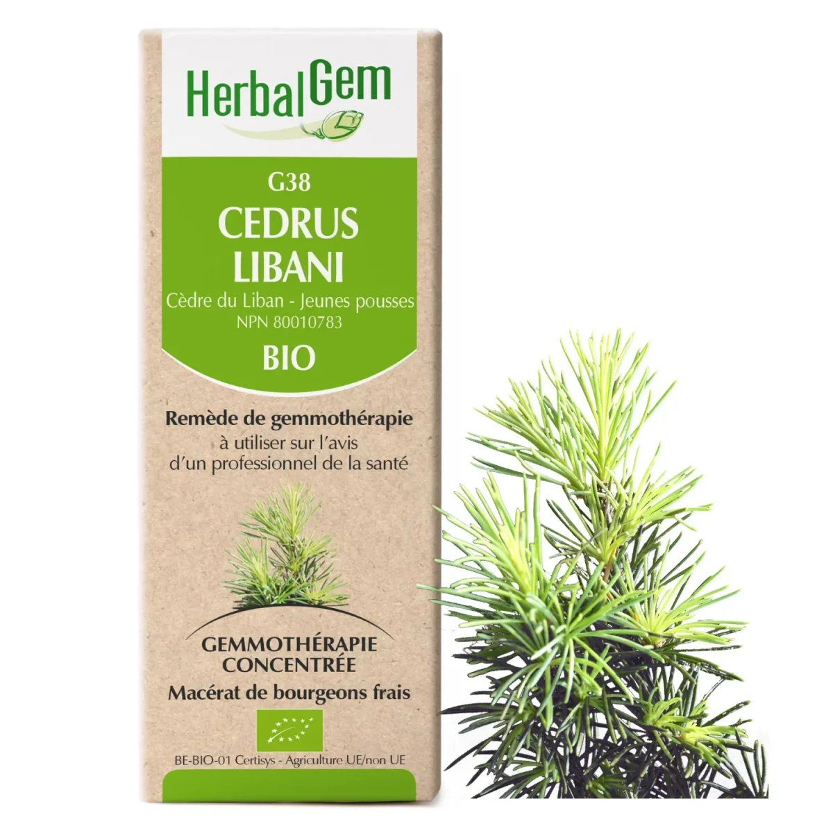 Cedrus Libani - Cèdre du Liban - G38 - projet Saldi Straordinari – Offerte Speciali Disponibili Adesso