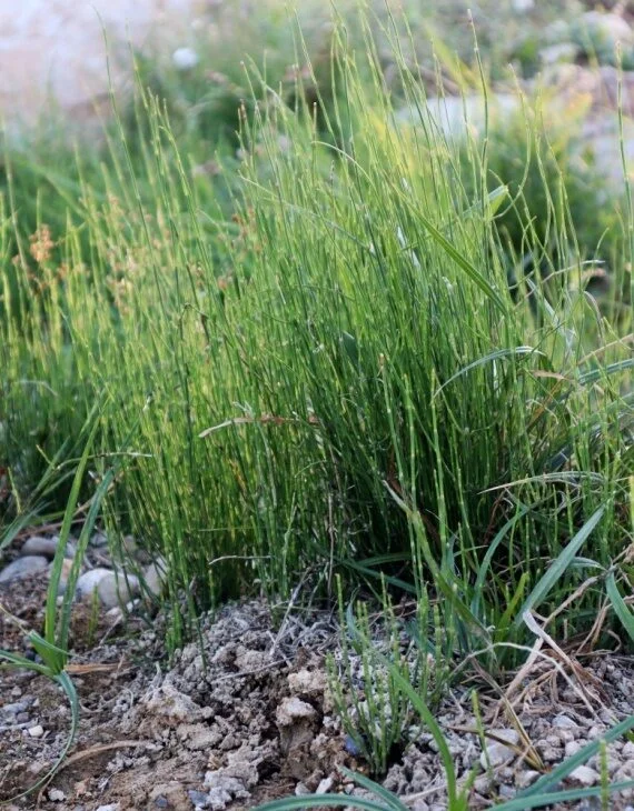 Equisetum Prêle Vins Rouges Harmonieux Occasion