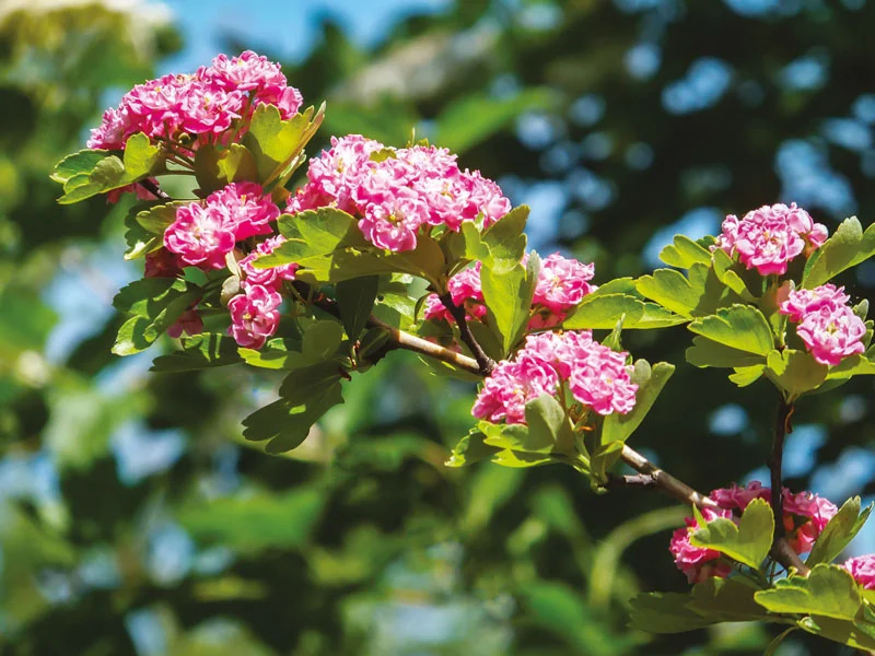 laevigata Rosea Plena Vins Rouges Harmonieux Occasion