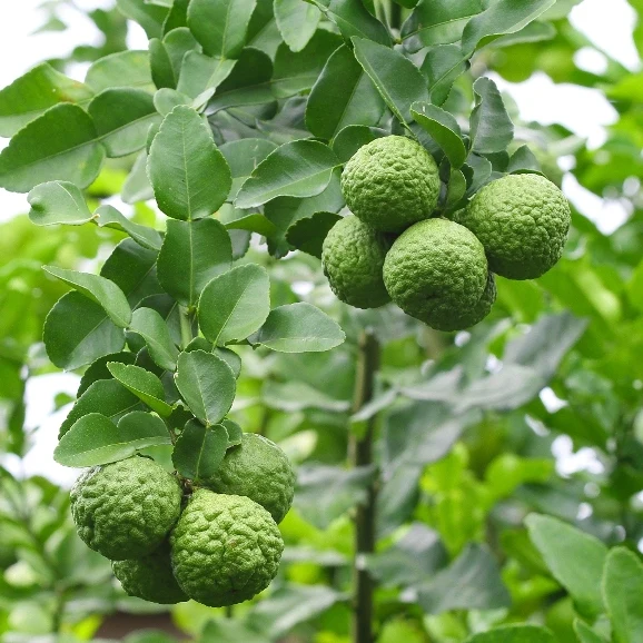 Bergamote zeste (Citrus bergamia) - Huile essentielle bio - Saldi Straordinari – Offerte Speciali Disponibili Adesso Tout savoir sur l'huile essentielle de Bergamote ou bergamotier