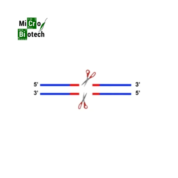 Enzyme de restriction - Saldi Straordinari – Offerte Speciali Disponibili Adesso - Methylation