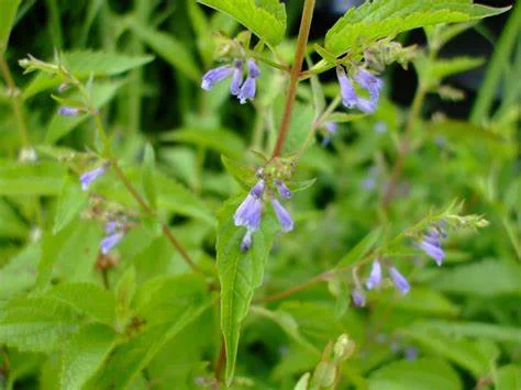 Teinture Scutellaire Scutellaria lateriflora ml Saldi Straordinari Offerte Speciali Disponibili Adesso