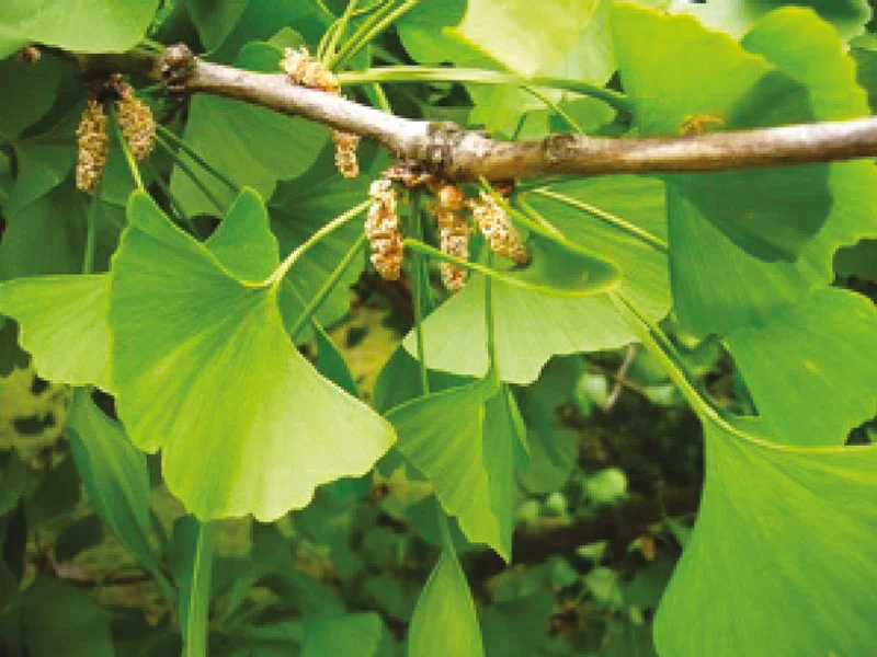 GINKGO biloba Vins Rouges Harmonieux Occasion