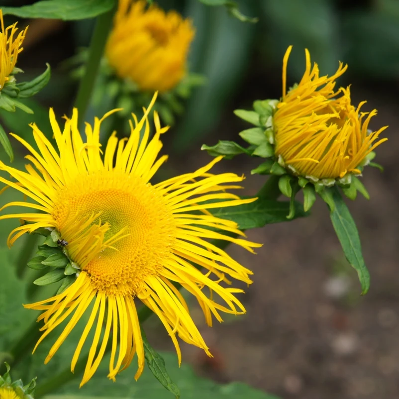 Inule odorante Inula graveolens Huile essentielle bio Saldi Straordinari Offerte Speciali Disponibili Adesso