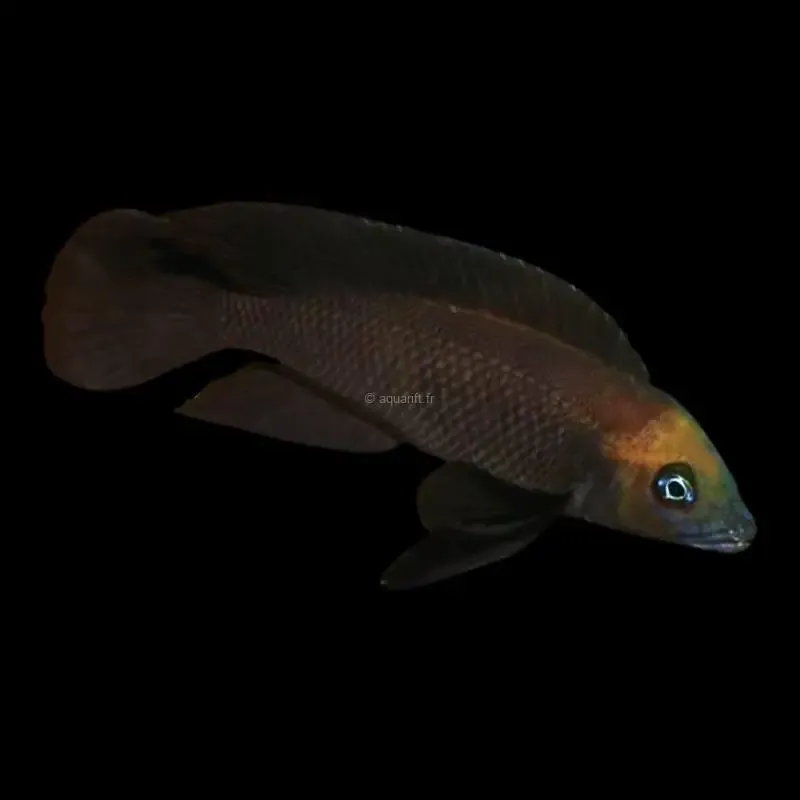 Neolamprologus sp.aff. pectoralis Kiku - ​Drones Professionnels & Grand Public | Boutique Française​ - Quadcopter