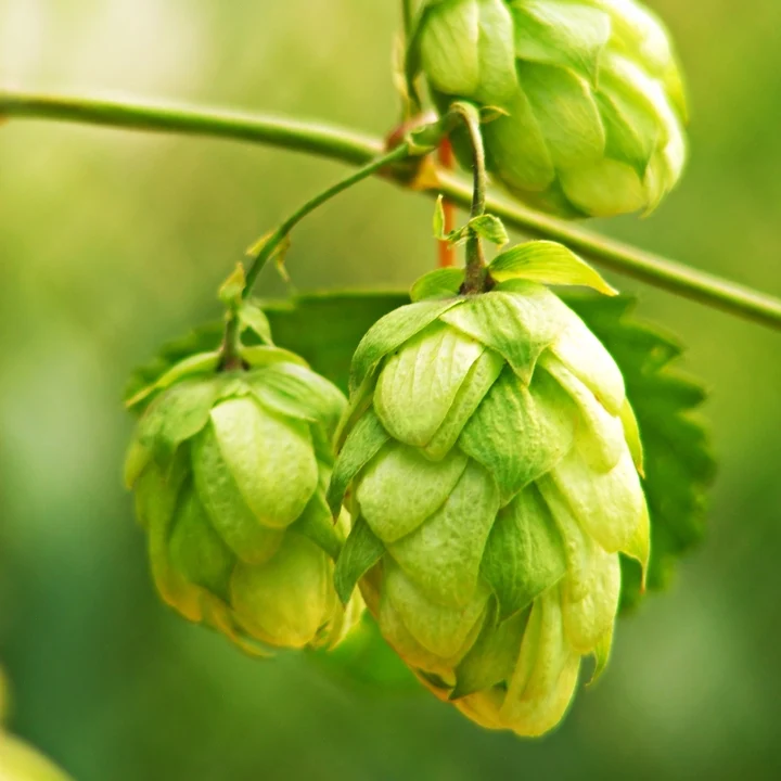 Houblon Humulus lupulus Huile essentielle Saldi Straordinari Offerte Speciali Disponibili Adesso