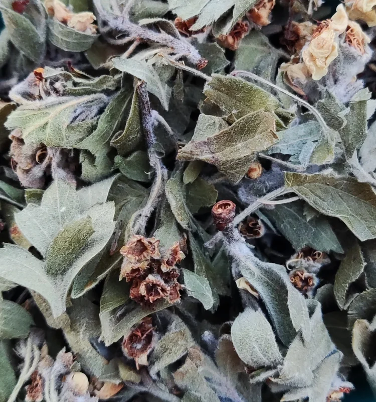Hawthorn flowers φύλλα Crataegus Κράταιγος άνθη φύλλα Saldi Straordinari Offerte Speciali Disponibili Adesso
