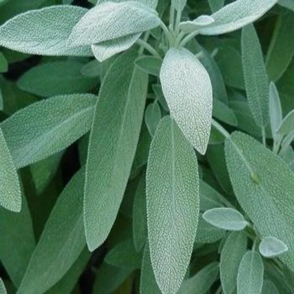 EO Sage Essential Oil 20 mls - Saldi Straordinari – Offerte Speciali Disponibili Adesso - {'count': 3, 'name': 'MERCEDES'}