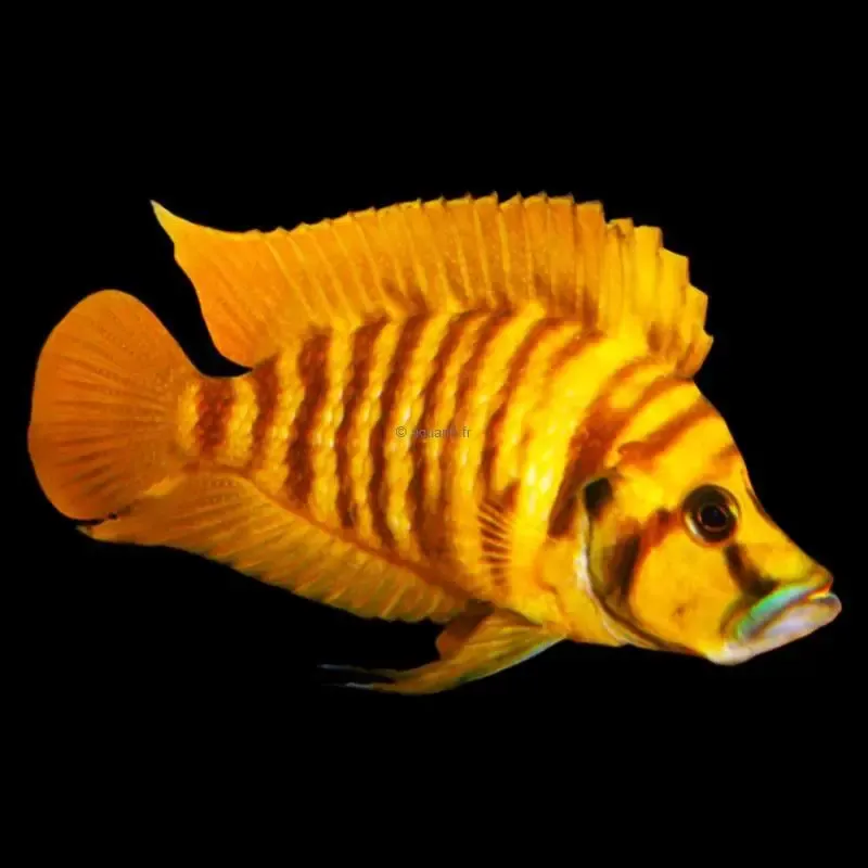 Altolamprologus compressiceps Cape Chaitika F1 - ​Drones Professionnels & Grand Public | Boutique Française​ - {'count': 1, 'name': 'AP38-Ampoules'}