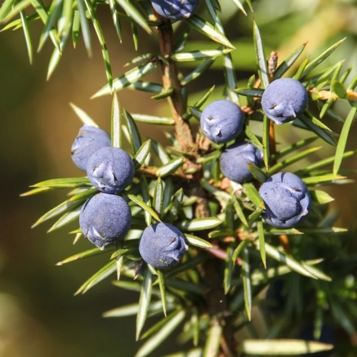 Genévrier (Juniperus communis) - Huile essentielle bio - Saldi Straordinari – Offerte Speciali Disponibili Adesso - bidon huile
