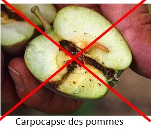 Carpovirusine 2000 (a) - Saldi Straordinari – Offerte Speciali Disponibili Verde Adesso