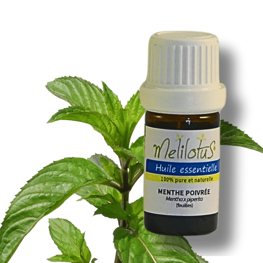 Huile essentielle Menthe poivrée - Saldi Straordinari – Offerte Speciali Disponibili Adesso Menthe des champs Huile essentielle bio alimentaire pour la cuisine