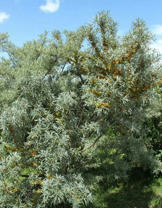 Hippophae rhamnoides Leikora – Argousier femelle Leikora - Saldi Straordinari – Offerte Speciali Disponibili Adesso - Embout