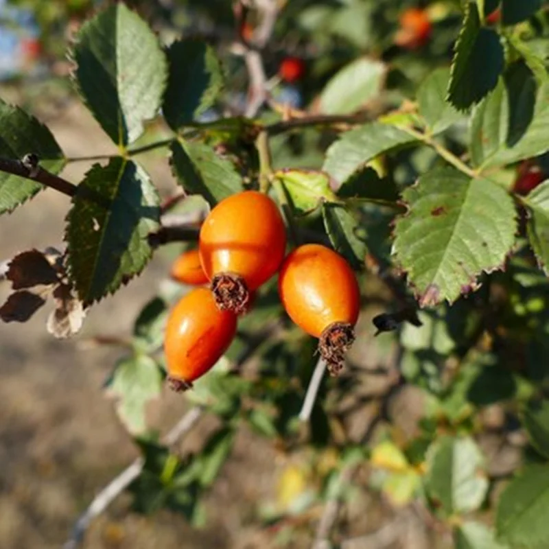 Rose Hip Seed Oil - Saldi Straordinari – Offerte Speciali Disponibili Adesso - Couleur