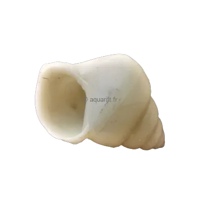 Neothauma tanganyicense Coquilles Gastéropodes du Tanganyika - ​Drones Professionnels & Grand Public | Boutique Française​ - {'count': 1, 'name': 'manomboka'}
