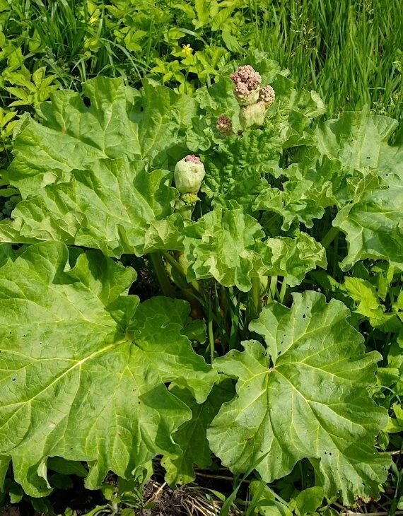 Rheum officinale Rhubarbe Chine Vins Rouges Harmonieux Occasion