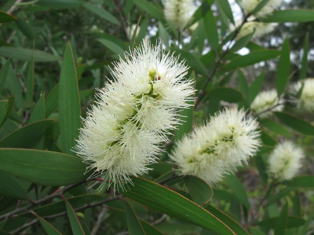 Huile essentielle Melaleuca (arbre à thé) - Saldi Straordinari – Offerte Speciali Disponibili Adesso Mélaleuque à feuilles alternes (Melaleuca alternifolia) - Huile essent –  Aliksir Huiles Essentielles