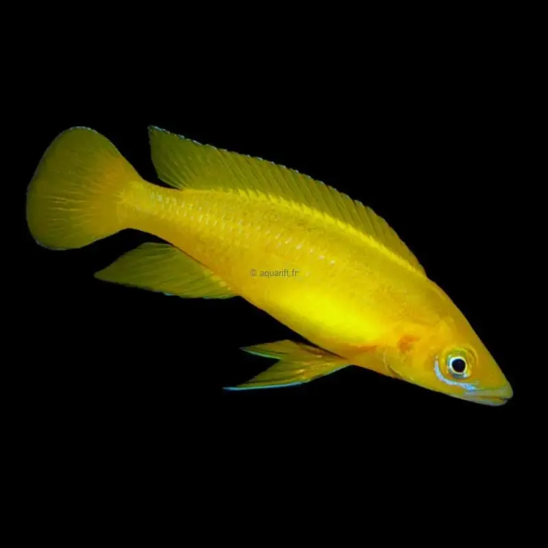 Neolamprologus longior Karilani F1 ​Drones Professionnels Grand Public Boutique Française