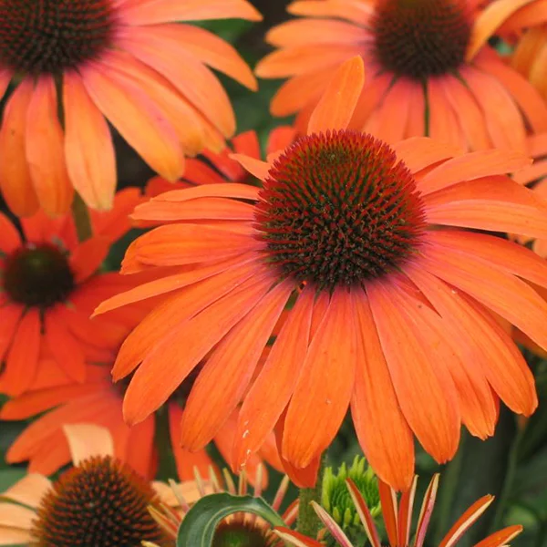 Echinacea lsquo;Julia&rsquo Rouges Harmonieux Occasion