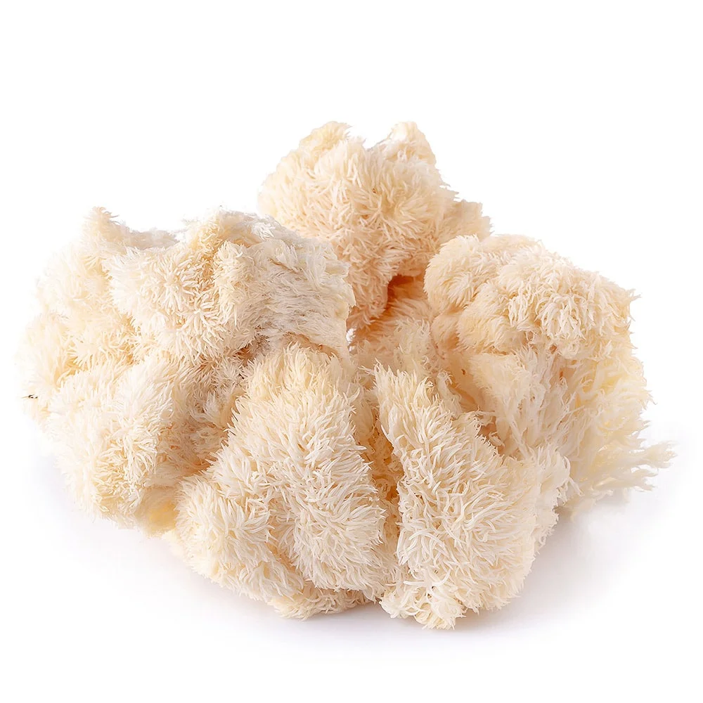 Hericium Americanum Korálovec Bear’s head Saldi Straordinari Offerte Speciali Disponibili Adesso