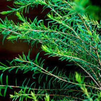 EO Tea Tree Essential Oil 10 mls - Saldi Straordinari – Cruz Offerte Speciali Disponibili Adesso