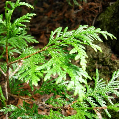 Thuya occidental (Thuja occidentalis) - Hydrolat bio - Saldi Straordinari – Offerte Speciali Disponibili Adesso - zayat aroma thuya hydrolat