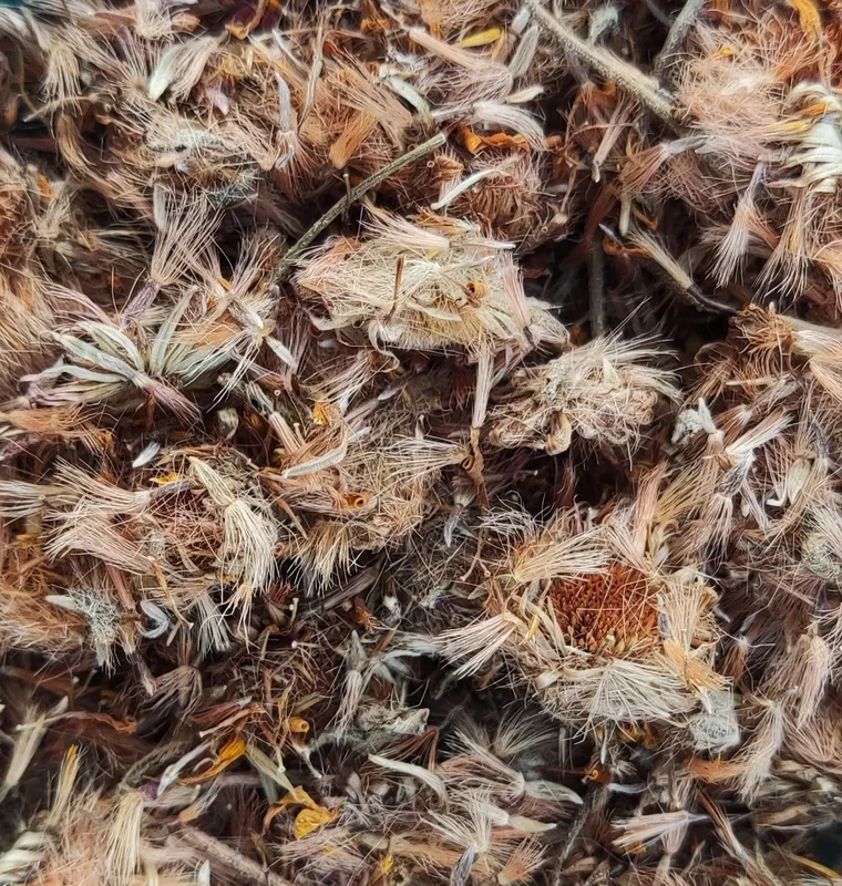 Arnica Arnica Montana Saldi Straordinari Offerte Speciali Disponibili Adesso