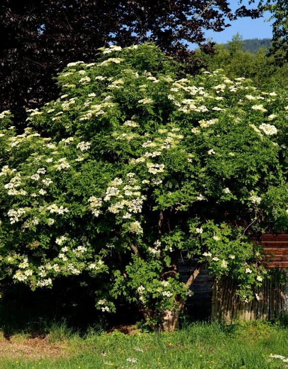 Sambucus nigra – Sureau noir - Vins Rouges Harmonieux pour Ségla Chaque Occasion