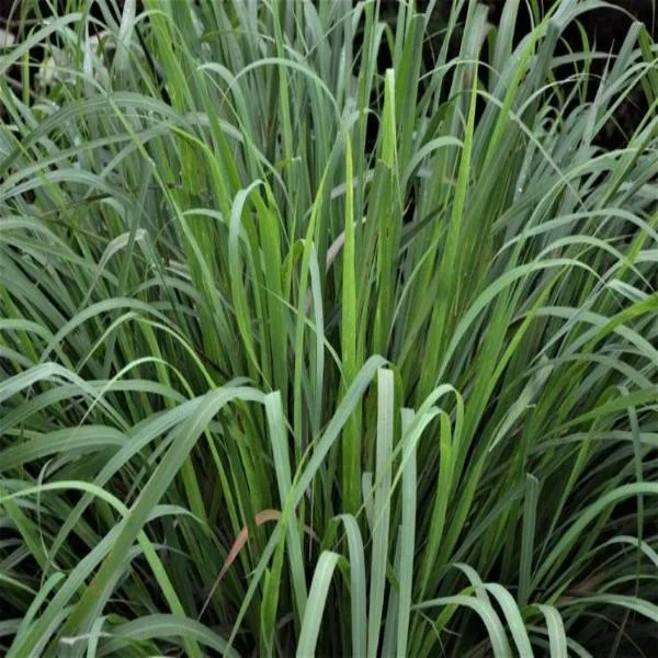 EO Lemongrass Essential Oil 1 Litre - Saldi Straordinari – Offerte Speciali Disponibili Adesso - Metre cube