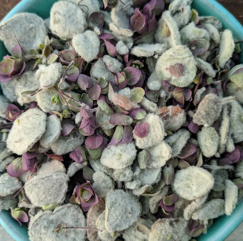 Cretan Dittany Organic Origanum Dictamnus Saldi Straordinari Offerte Speciali Disponibili Adesso