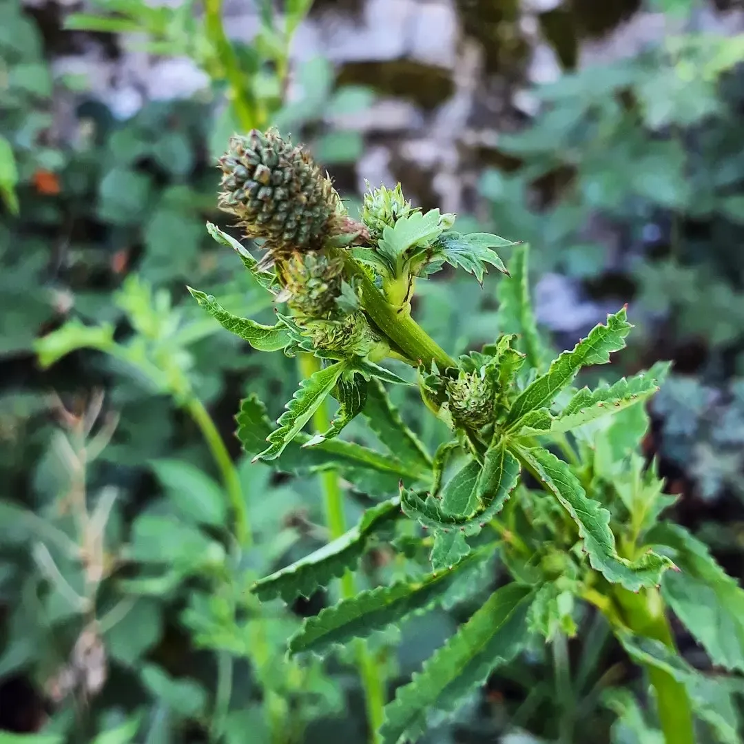 Sanguisorba officinalis | Pimprenelle Science Officinale [DI YU] (Plant AB) - Saldi Straordinari – Offerte Speciali Disponibili Adesso