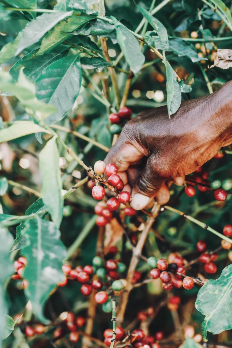 Huile Essentielle Café - Saldi Straordinari – Offerte Speciali Disponibili Adesso Huile Mayor 1L Cameroun — Cuisine pratique | Oumbe Market