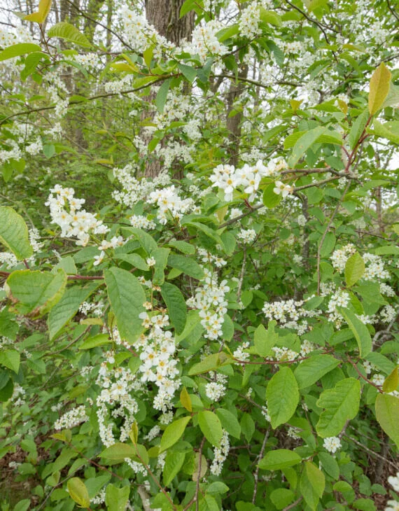 Rhamnus frangula – Bourdaine - Saldi Straordinari – Offerte Speciali Disponibili Adesso Masque de protection Gerson 8211 | GOPEINTURE