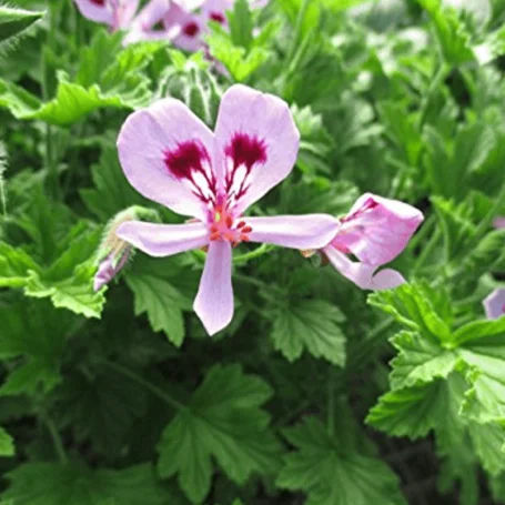 EO Geranium Essential Oil 10ml - Saldi Straordinari – Offerte Speciali Disponibili Adesso Seringue 10Ml Luer Lock Lcm Boite De 100
