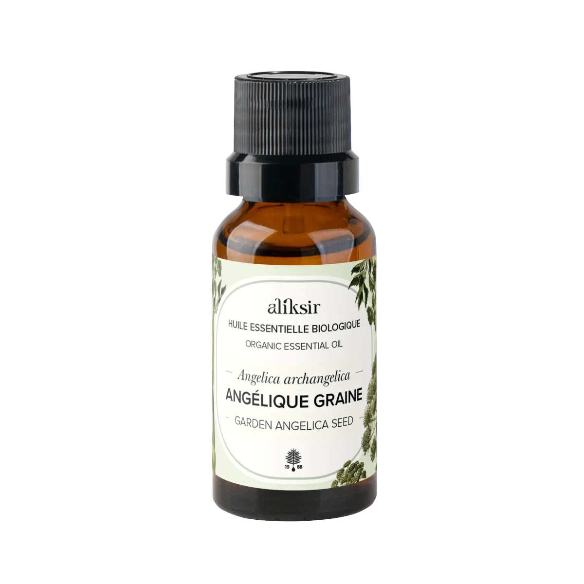 Angélique graine Angelica archangelica Huile essentielle bio Saldi Straordinari Offerte Speciali Disponibili Adesso